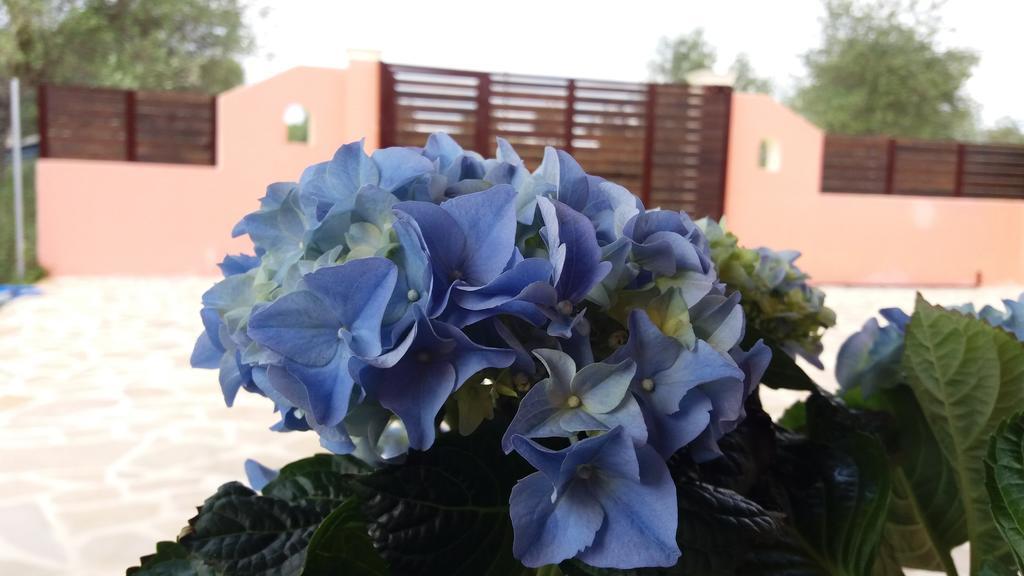 Amaryllis Boutique Apartments Moraḯtika Luaran gambar