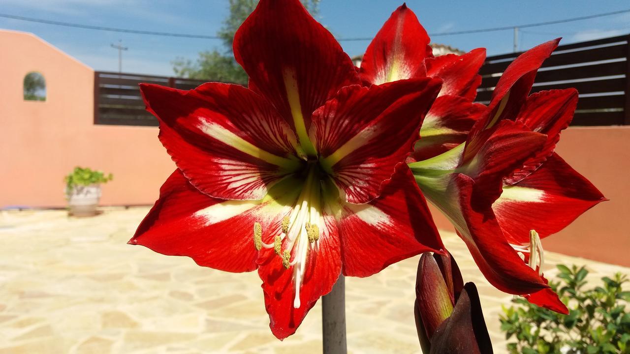 Amaryllis Boutique Apartments Moraḯtika Luaran gambar